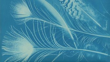 Anna Atkins and Anne Dixon, Peacock , Private collection