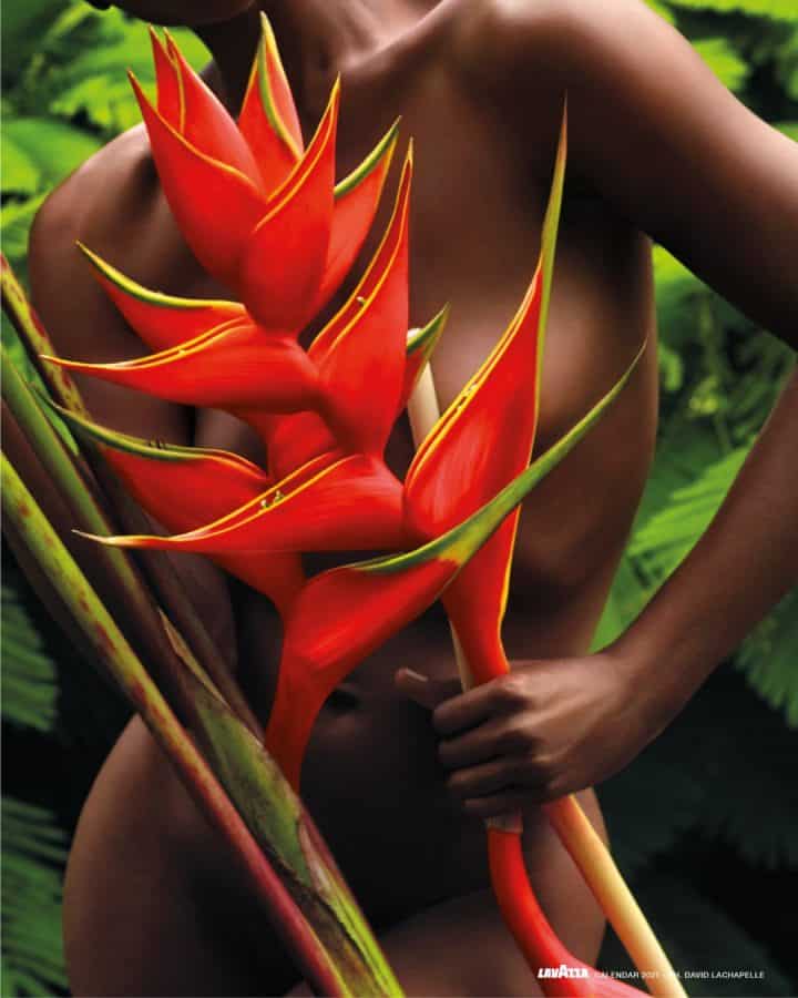 צמח אדום, דוגמנית, צילום עירום, דייוויד לה שאפל