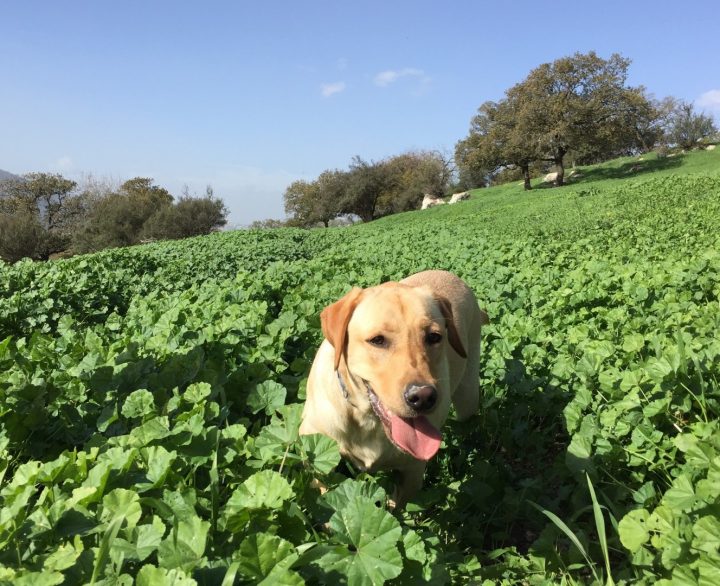 כלבה בשדה, לברדור