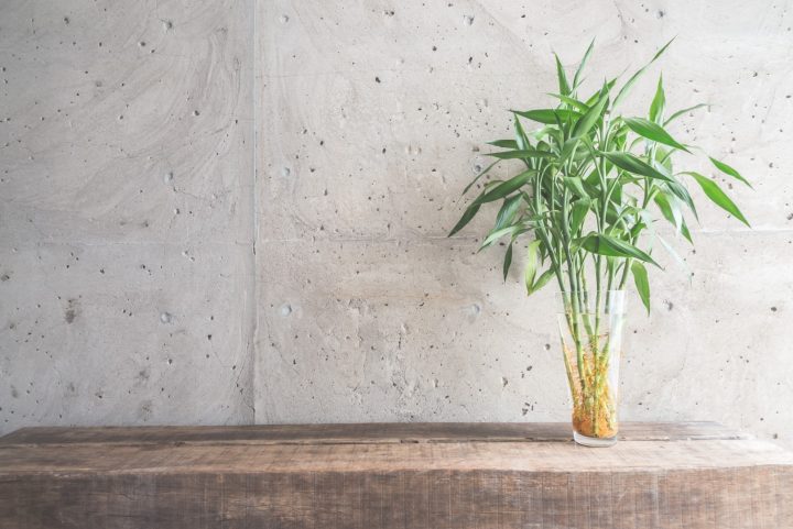 Vase plant decoration with empty room